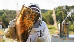 Apiary 1 - Beehive at Wole Mixed Farm