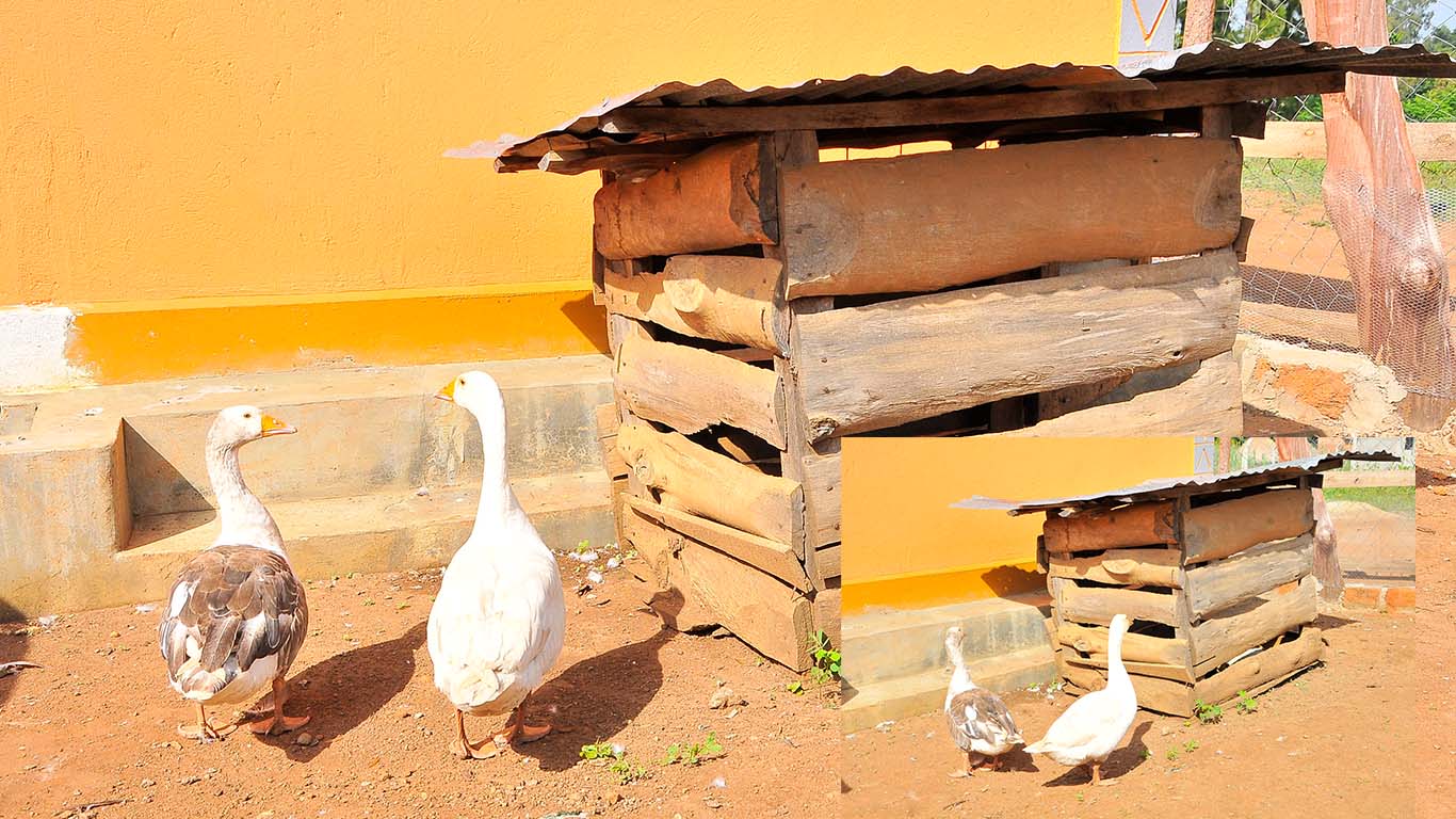 Poultry Farming at Wole Mixed Farm