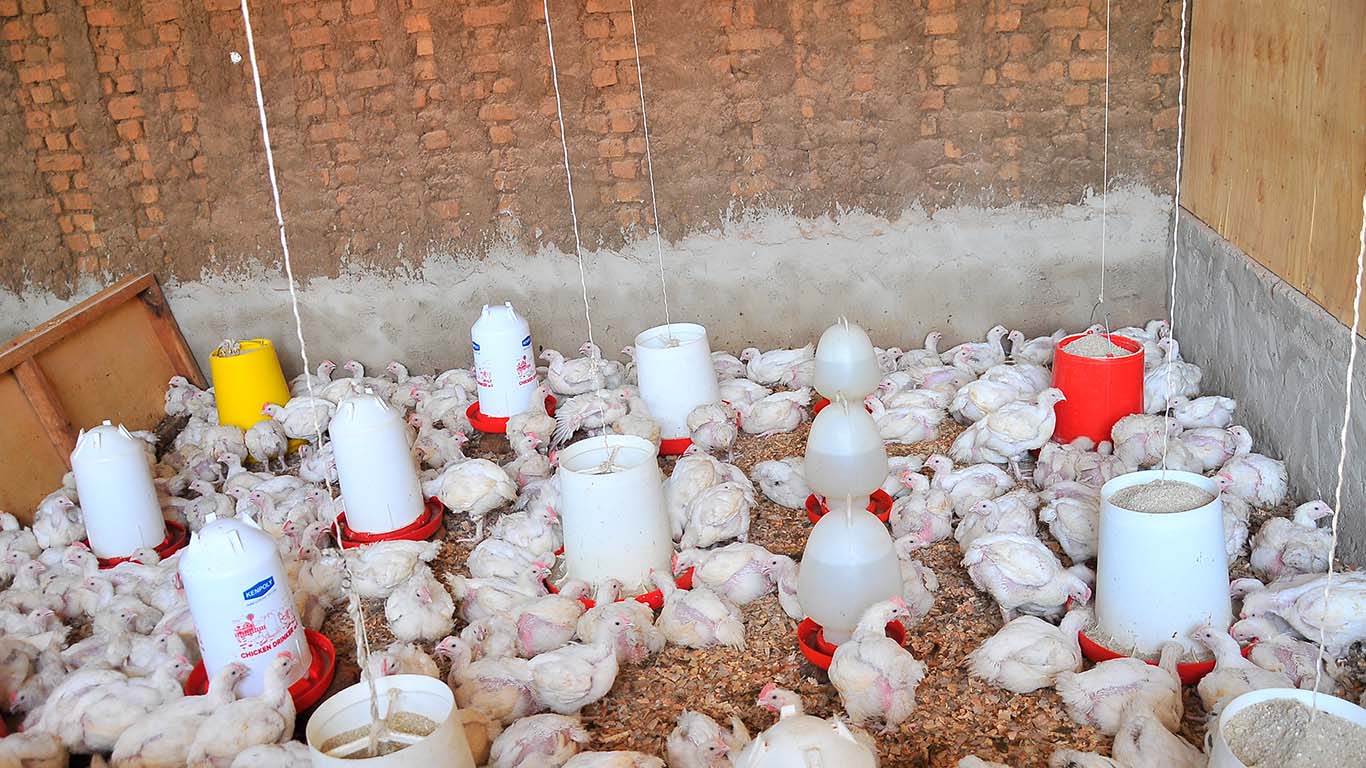 Poultry Farming At Wole Mixed Farm