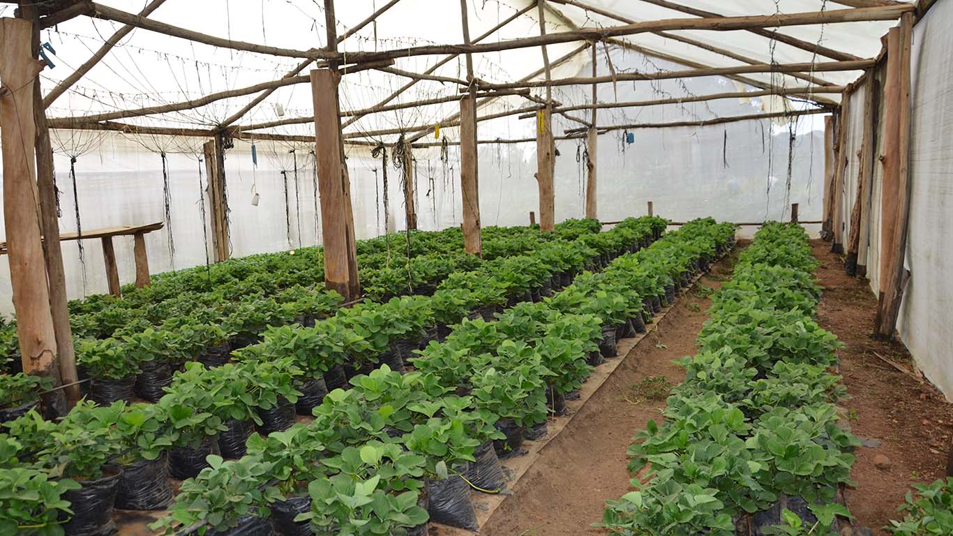 GreenHouse Farming and Management at Wole Mixed Farm